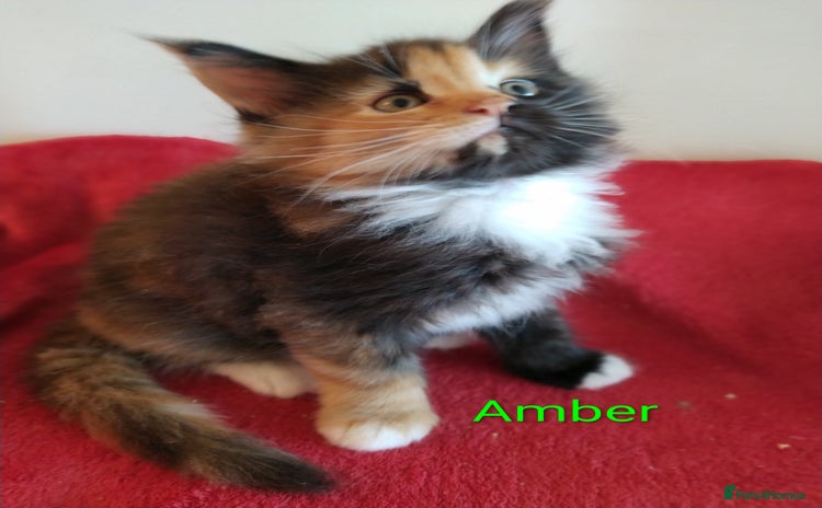Maine Coon cats - Advert 1