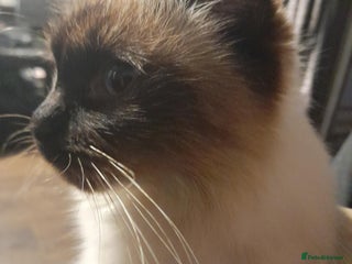 Ragdoll cats for sale - Advert 1