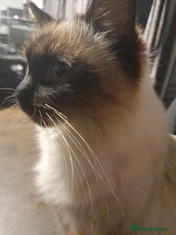 Ragdoll cats - Advert 2