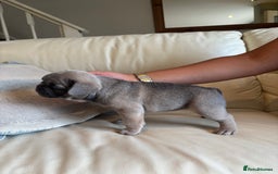 French Bulldog dogs for sale: Beautiful Frenchbulldog puppies 🇫🇷  - Image 4