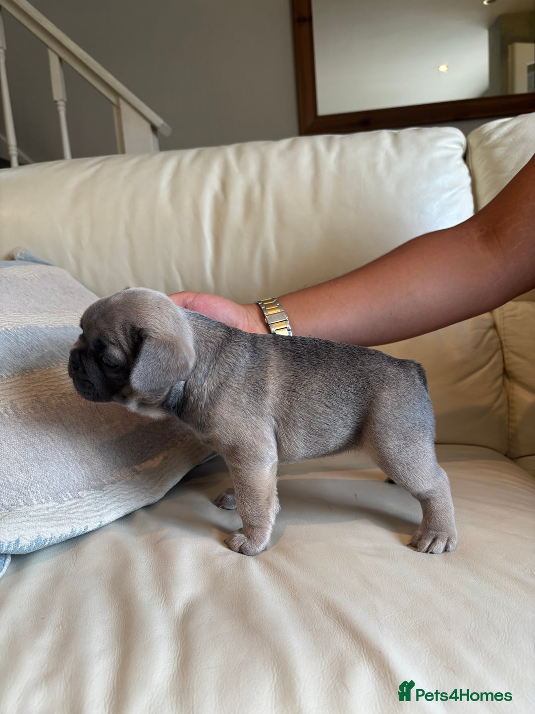 French Bulldog dogs for sale: Beautiful Frenchbulldog puppies 🇫🇷  - Image 4
