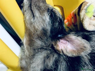 Mixed Breed dogs 💚❤️ READY TO LEAVE NOW ❤️💚 - Advert 7