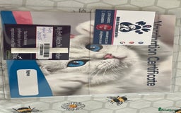 British Shorthair cats for sale: My 3 cute girls are ready to find new family💗  - Image 2