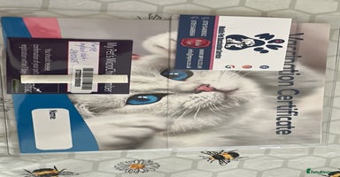 British Shorthair cats - Advert 1