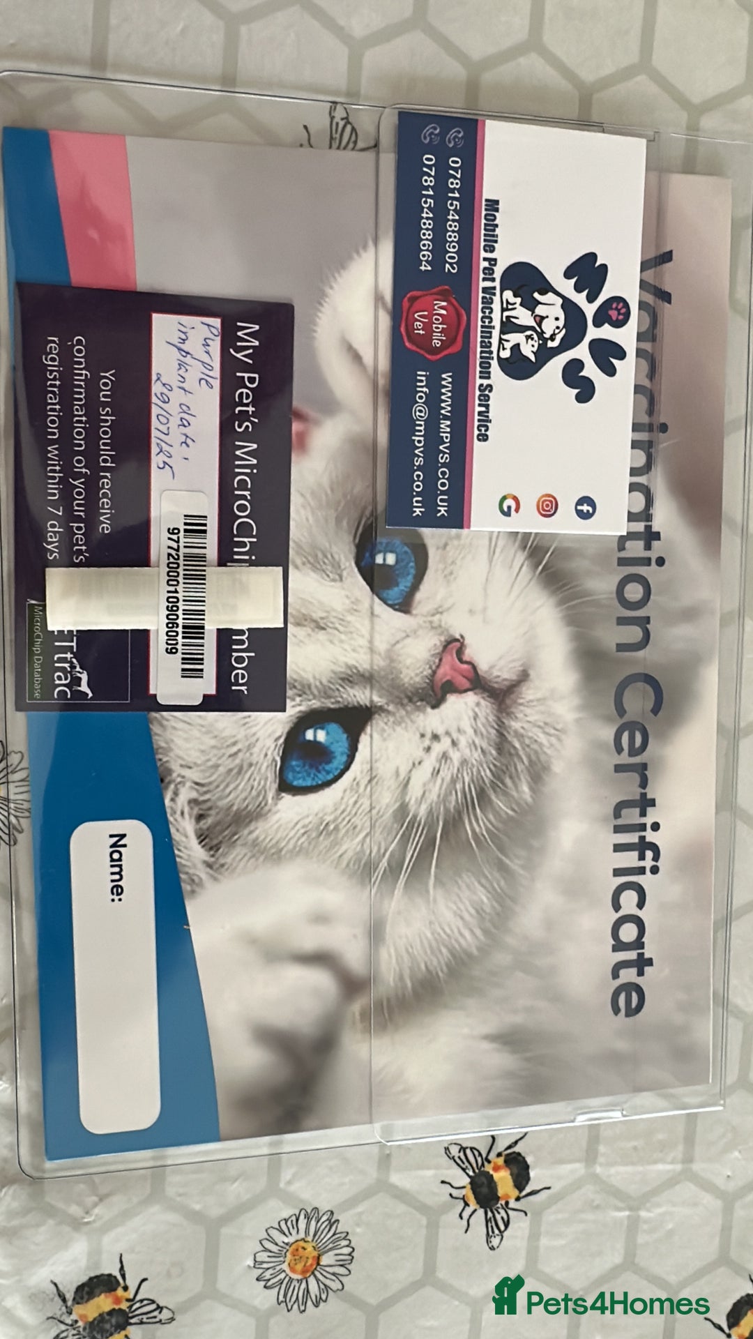 British Shorthair cats for sale: My 3 cute girls are ready to find new family💗  - Image 2