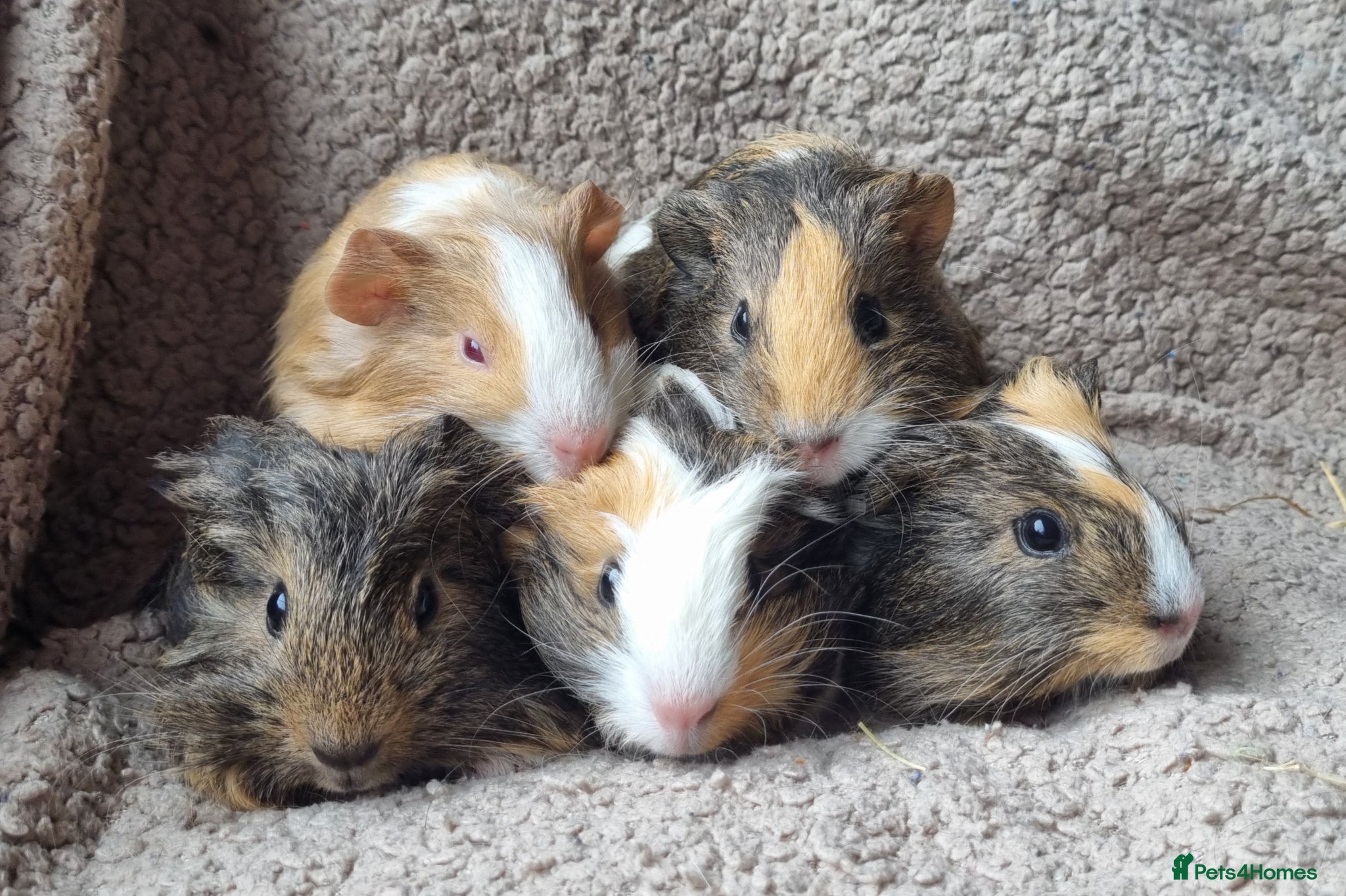 Guinea Pig rodents Adorable baby guineas - Advert 1