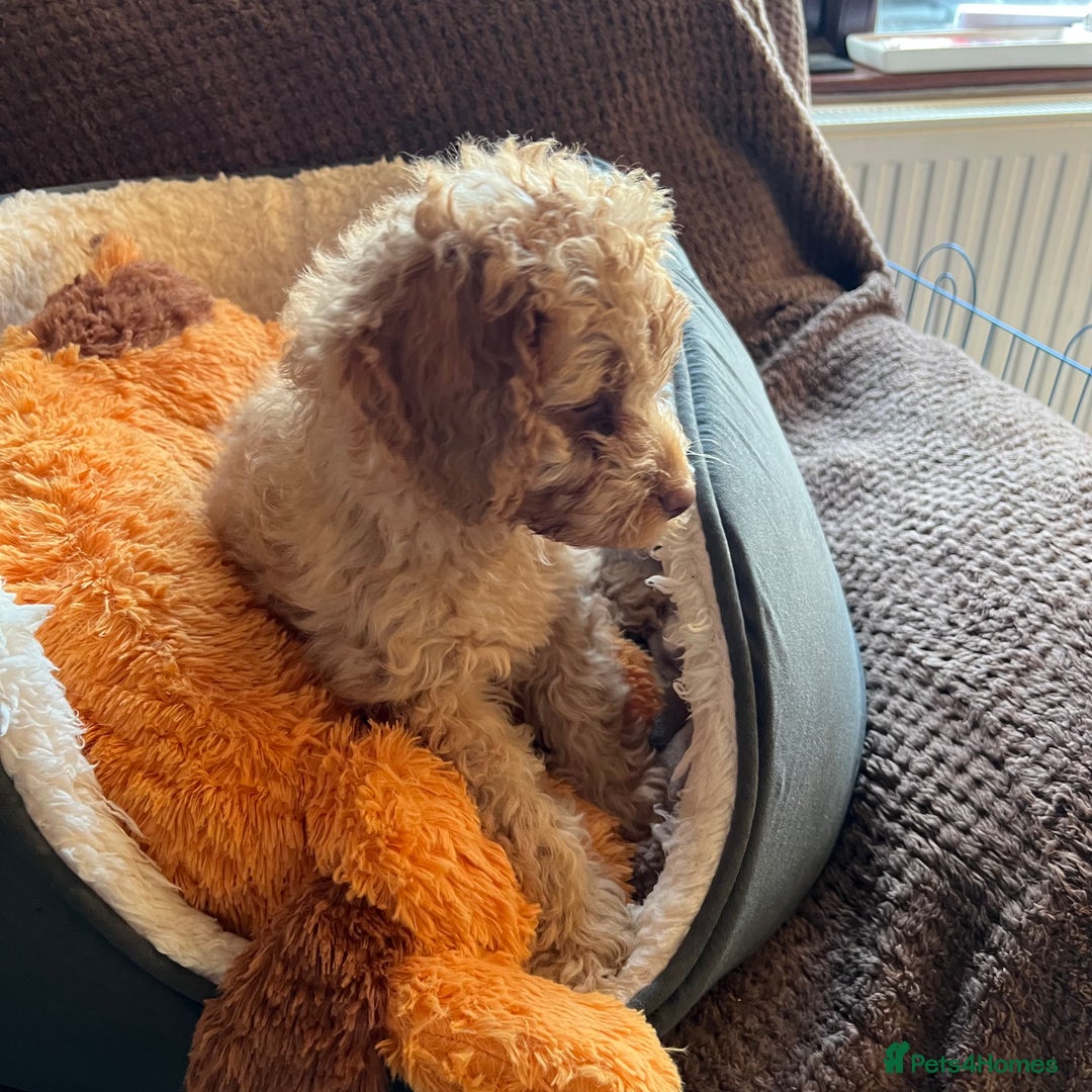 Mixed Breed dogs for sale: F1b Australian Labradoodle  - Advert 25