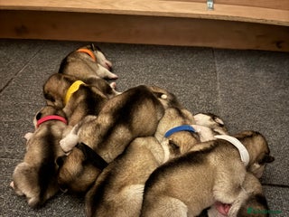 Alaskan Malamute dogs 8 beautiful Alaskan malamute puppies - Advert 3