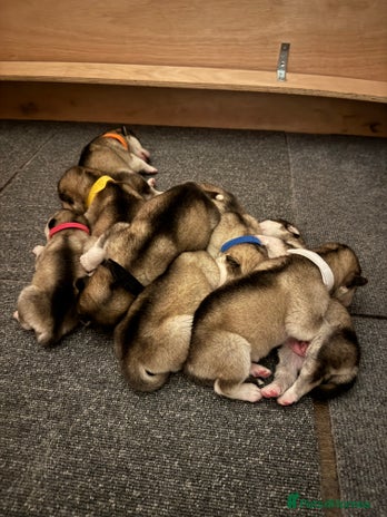 Alaskan Malamute dogs 8 beautiful Alaskan malamute puppies - Advert 1