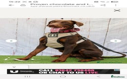 Dobermann dogs for sale: Doberman Puppies For Sale with FREE pet insurance - Image 9
