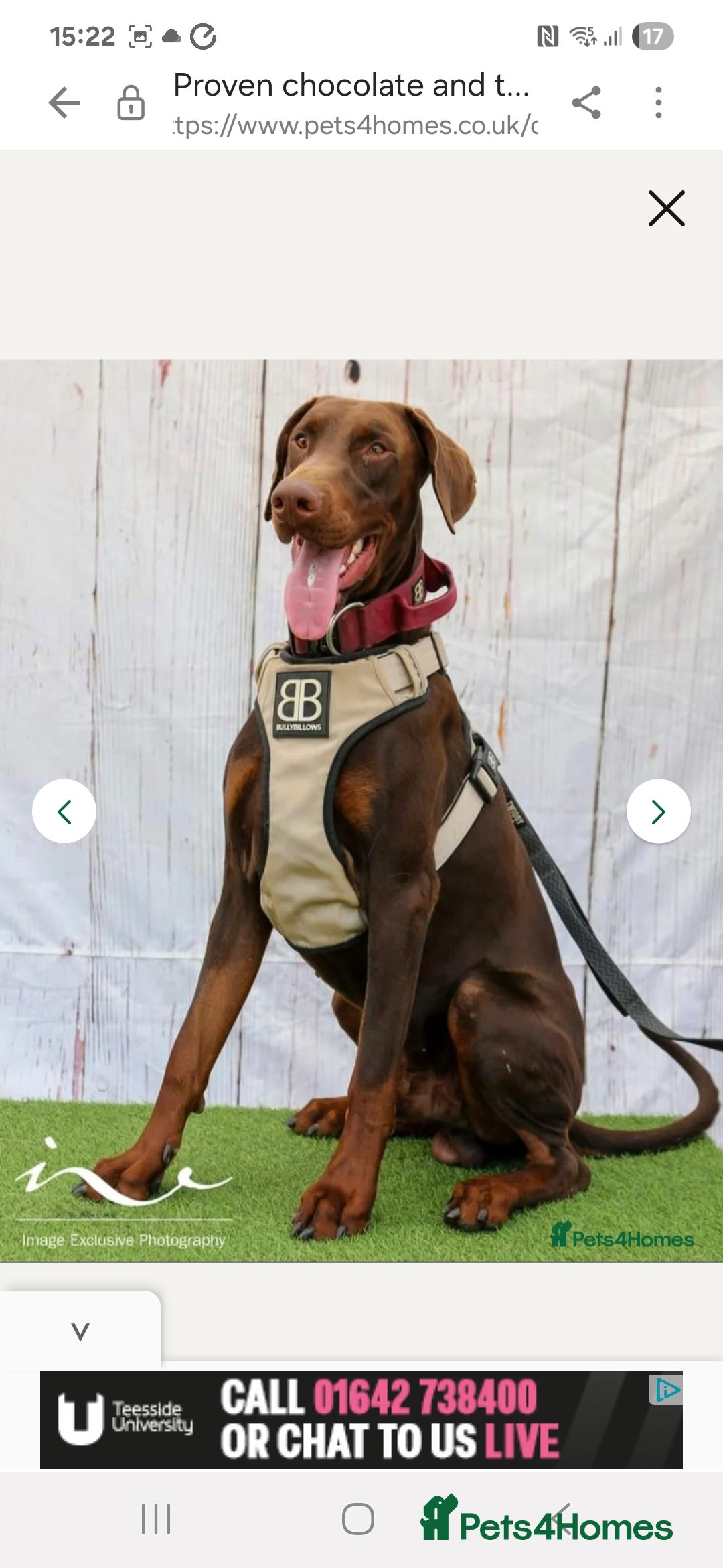Dobermann dogs for sale: Doberman Puppies For Sale with FREE pet insurance - Image 9