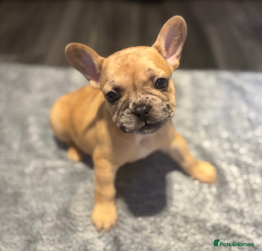 French Bulldog dogs for sale: LAST ONE REDUCED FRENCH BULLDOG 🐾 - Advert 13