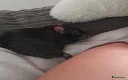 Rat rodents for sale: 6 female rats plus large cage and accessories - Image 5