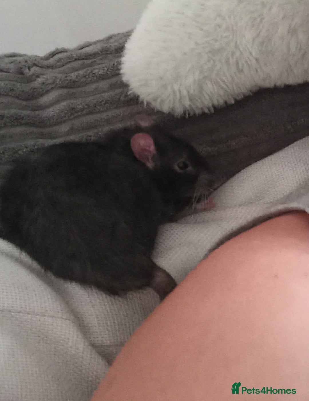 Rat rodents for sale: 6 female rats plus large cage and accessories - Image 5