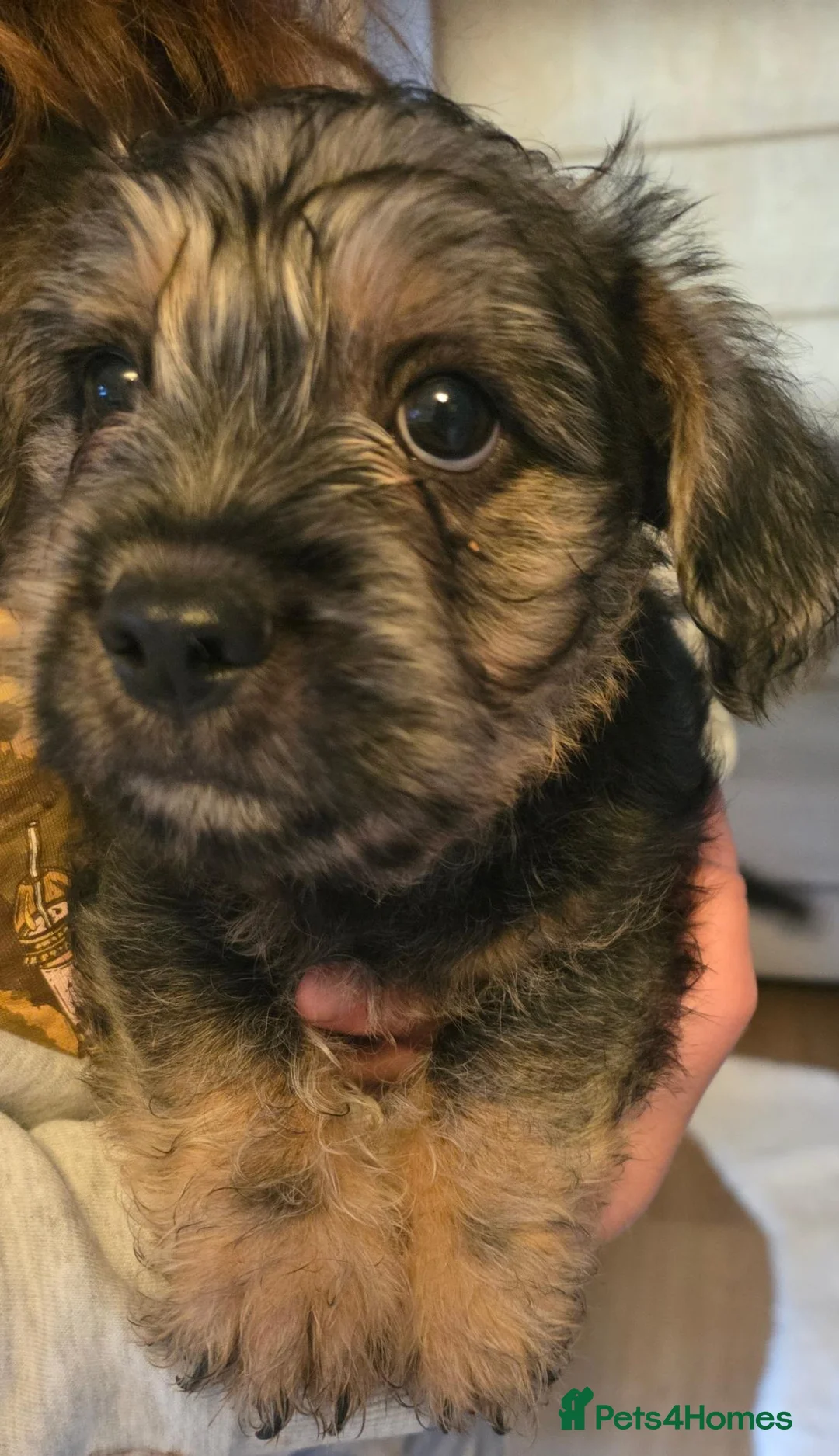 Mixed Breed dogs for sale: Beautiful frenchbulldog cross boy - Advert 1