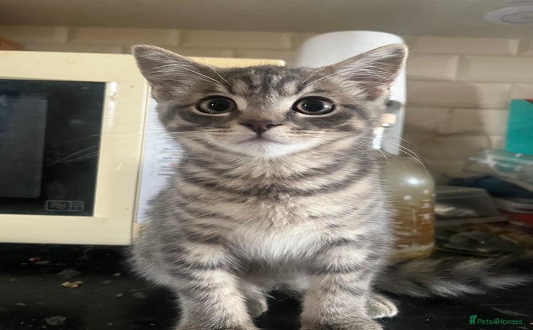 Mixed Breed cats in Liskeard - Advert 4