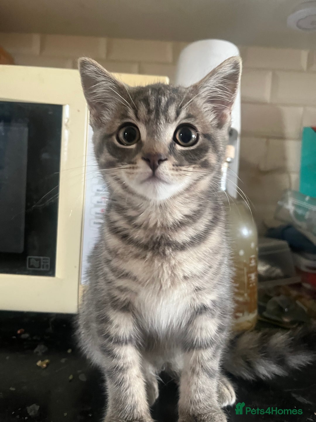 Mixed Breed cats for sale: Beautiful 1/2 Russian blue. Male  in Liskeard - Image 1