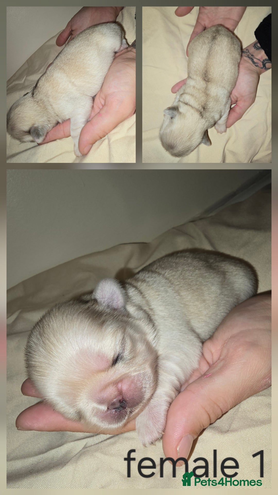Pug dogs for sale: 6 beautiful pug puppies  - Image 4