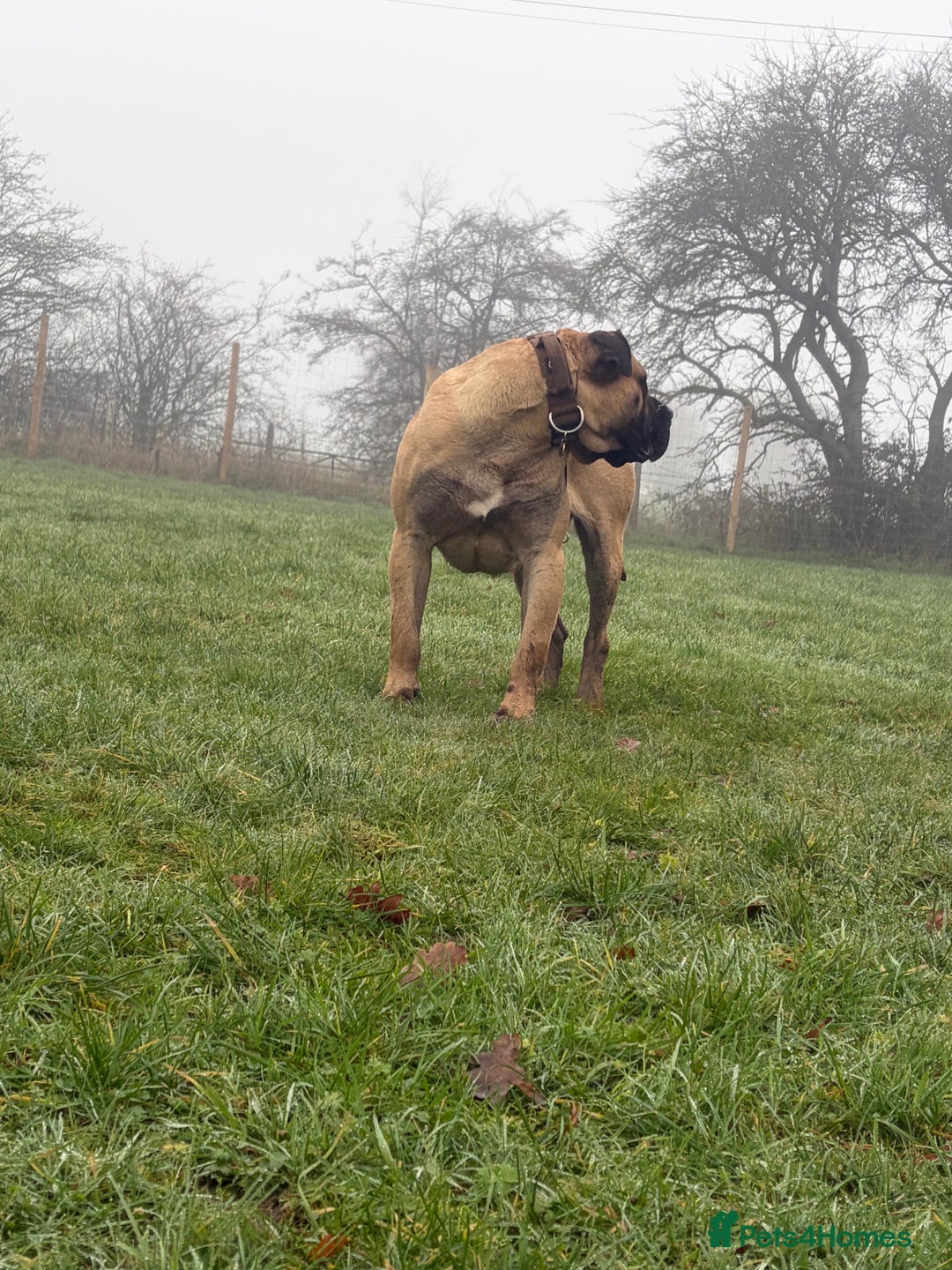 Presa Canario dogs for sale: 15 month old Presa Canario for sale - Advert 1