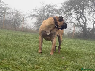 Presa Canario dogs 15 month old Presa Canario for sale - Advert 1