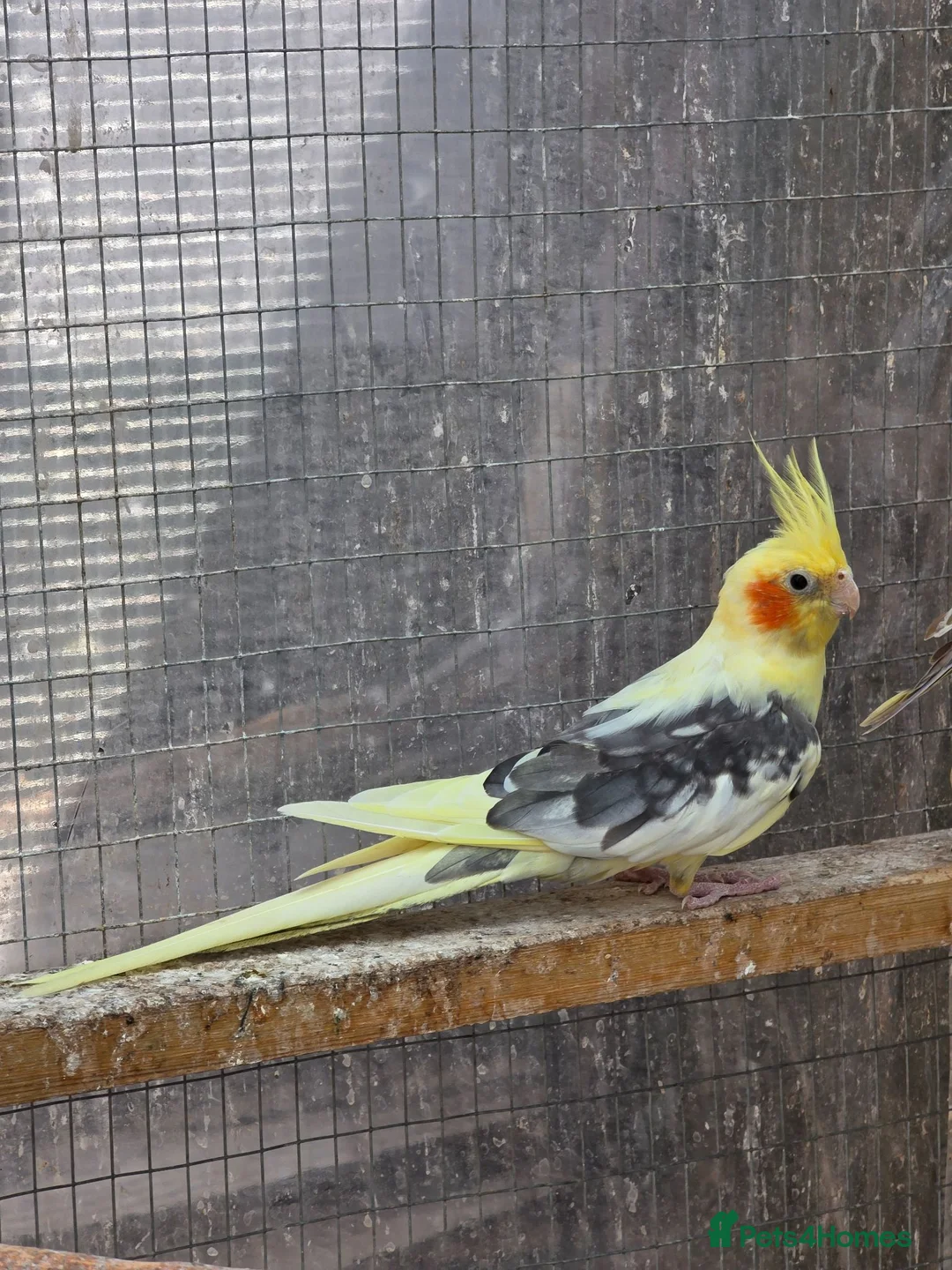 Cockatiels birds for sale: Beautiful Young Cockatiels Ready for Loving Homes - Advert 15