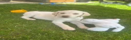 Labrador Retriever dogs for sale: Yellow Labrador Puppy for Sale - 3 months old  in Billericay - Advert 3