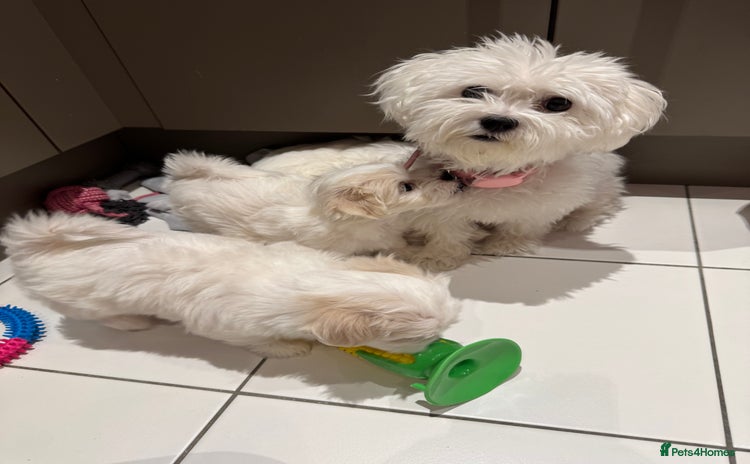 Maltese dogs - Advert 4