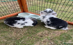 Mini Lop rabbits for sale: Beautiful Mini Lop Babies - Image 4