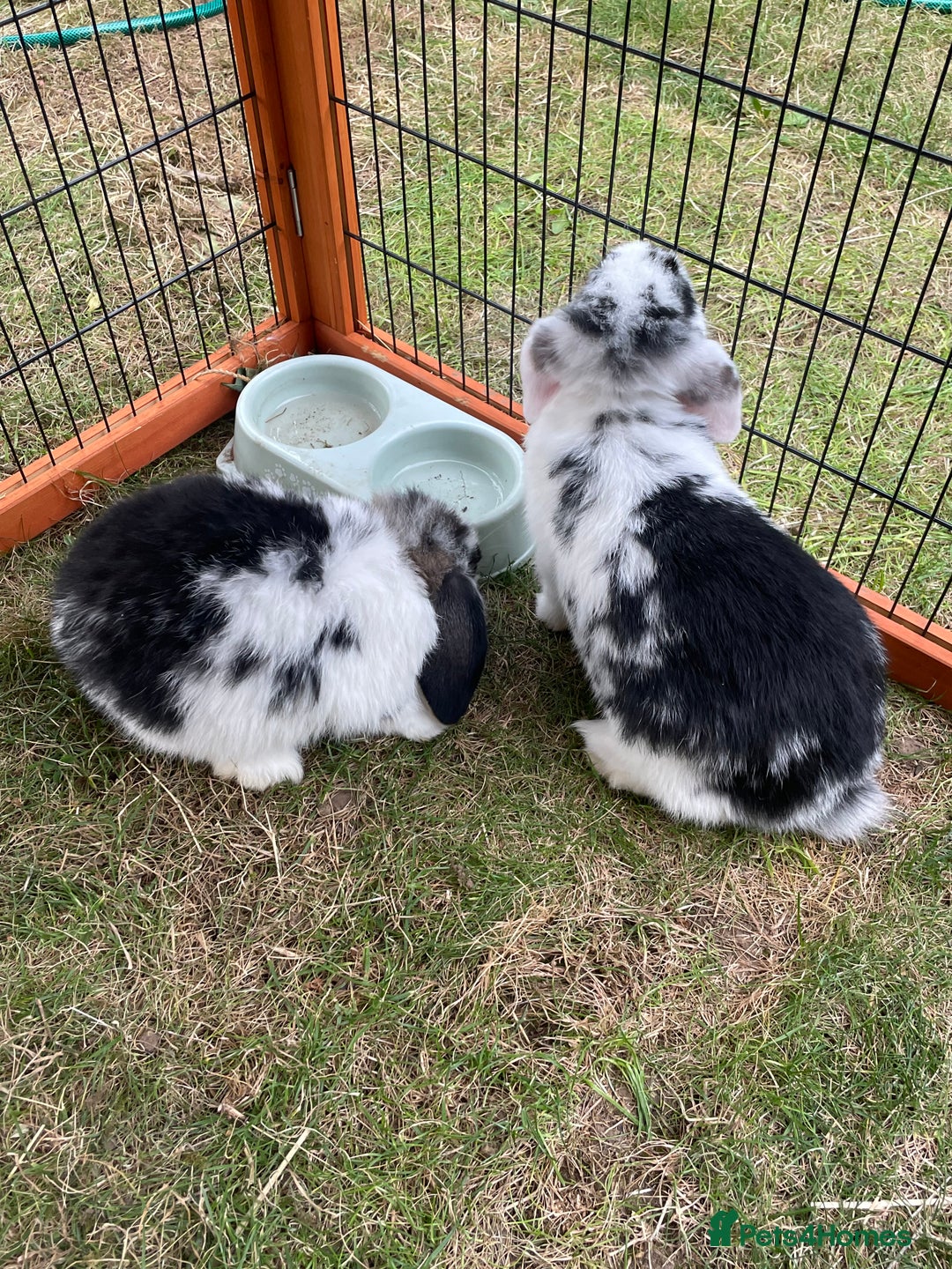 Mini Lop rabbits for sale: Beautiful Mini Lop Babies - Image 4