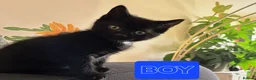 Mixed Breed cats for sale: 2 KITTENS AVALIABLE 23.06.2026 in Broxburn - Advert 5
