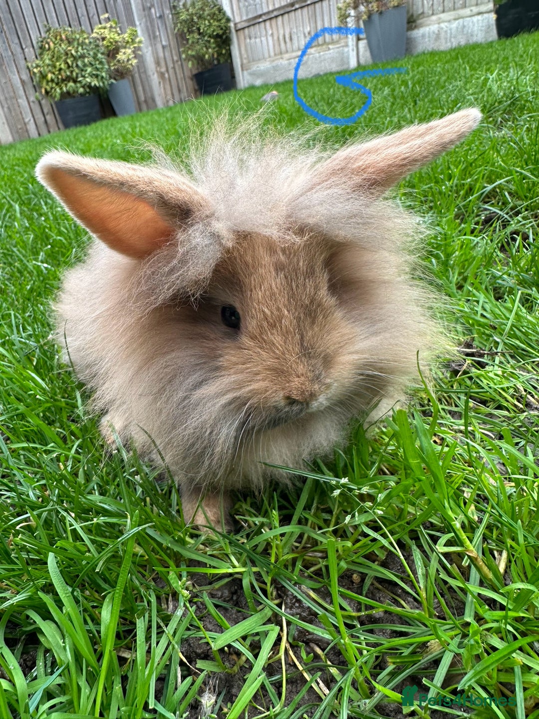 Lionhead rabbits for sale: Lionhead Rabbits For Sale  - Advert 14