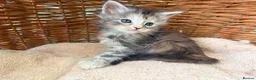Maine Coon cats for sale: Tica registered 4 female mainecoons left,  polys - Advert 16