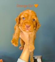 Cocker Spaniel dogs Working Cocker Spaniel Puppies Ready 19th December - Advert 4