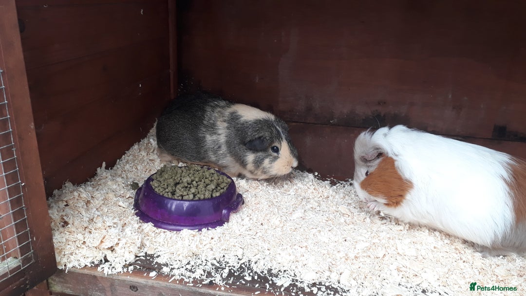 Guinea Pig rodents for sale: 2 female guinea pigs, large hutch and accessories - Advert 8