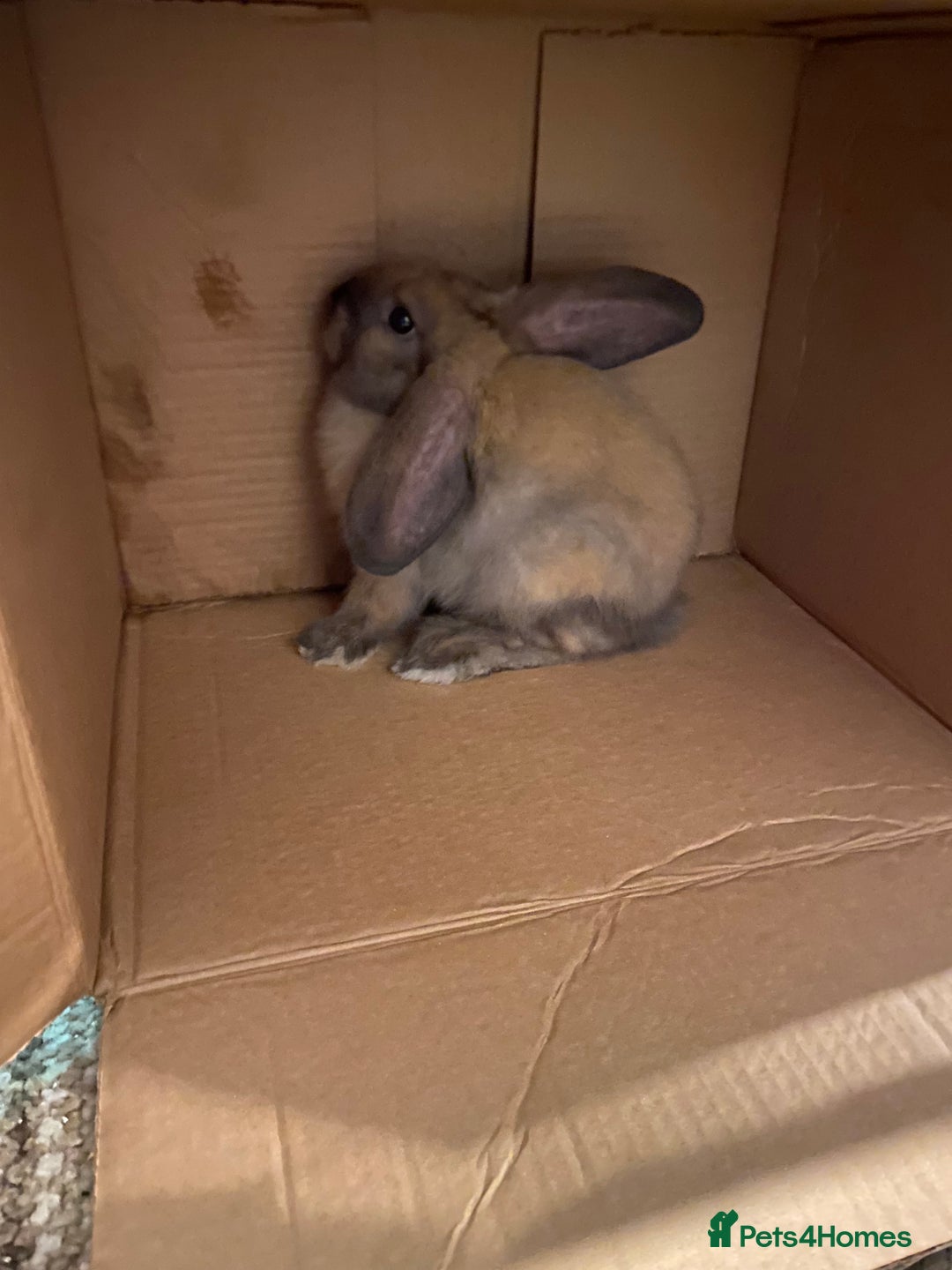 Mini Lop rabbits for sale: Female Mini Lop - Advert 2