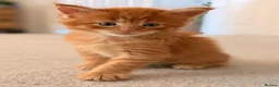 Maine Coon cats for sale: GCCF/ TICA Maine Coon Classic Taby kittens - Advert 26