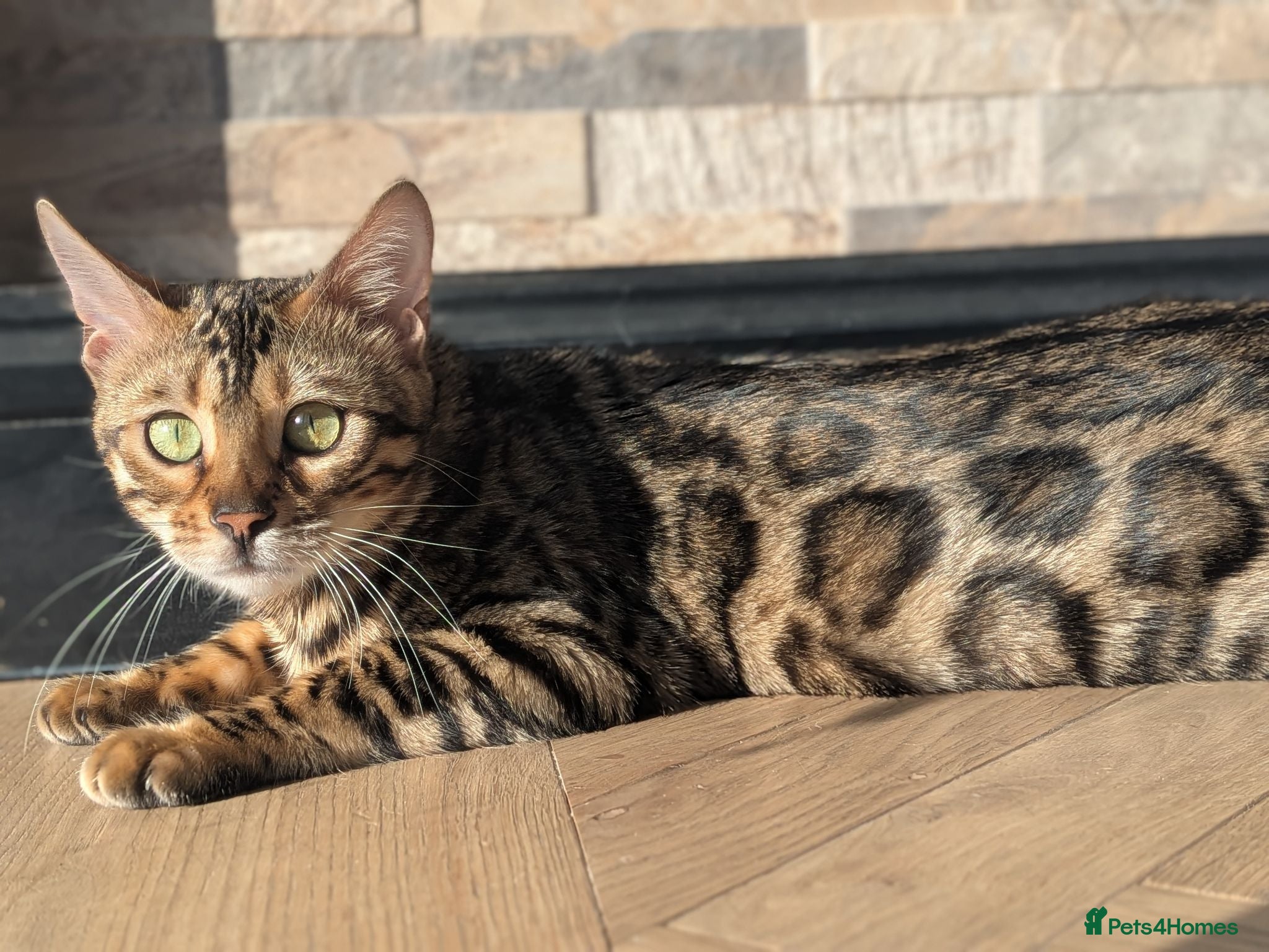 Bengal cats Bengal kittens in Essex TICA registered purebred  - Advert 1