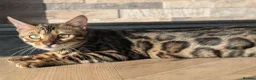 Bengal cats for sale: Bengal kittens in Essex TICA registered purebred  in Colchester - Advert 1