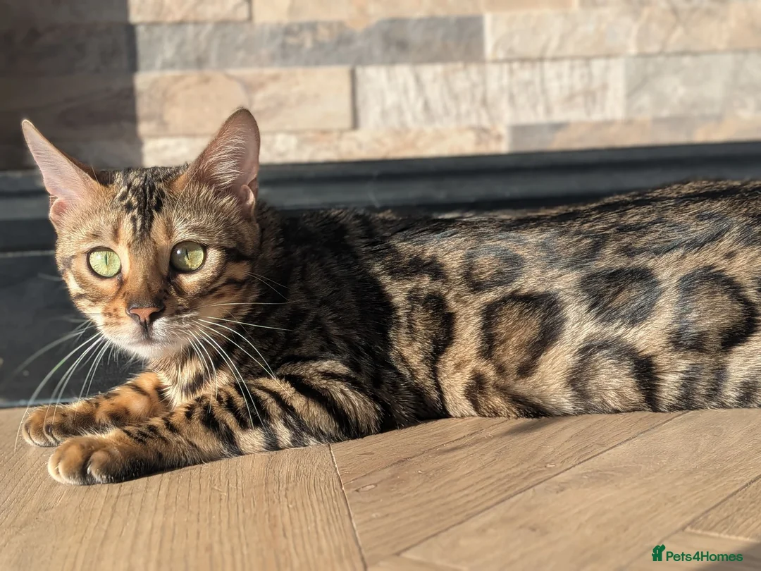 Bengal cats for sale: Bengal kittens in Essex TICA registered purebred  in Colchester - Advert 1