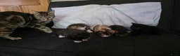 British Shorthair cats for sale: 4 1 month old kittens  - Advert 1