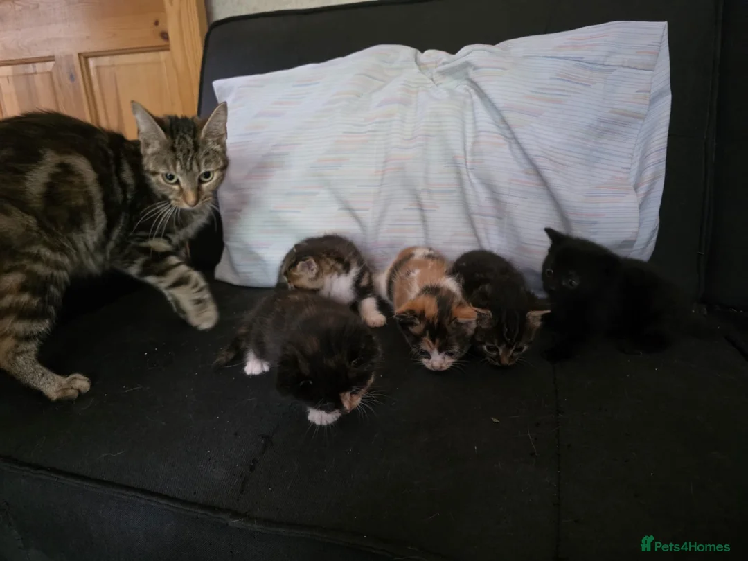 British Shorthair cats for sale: 4 1 month old kittens  - Advert 1