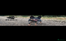 Australian Cattle Dog dogs for sale: Australian cattle dog puppies Blue Heelers  - Image 8