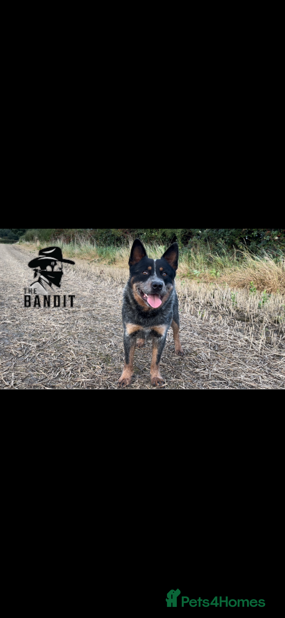 Australian Cattle Dog dogs for sale: Australian cattle dog puppies Blue Heelers  - Image 8