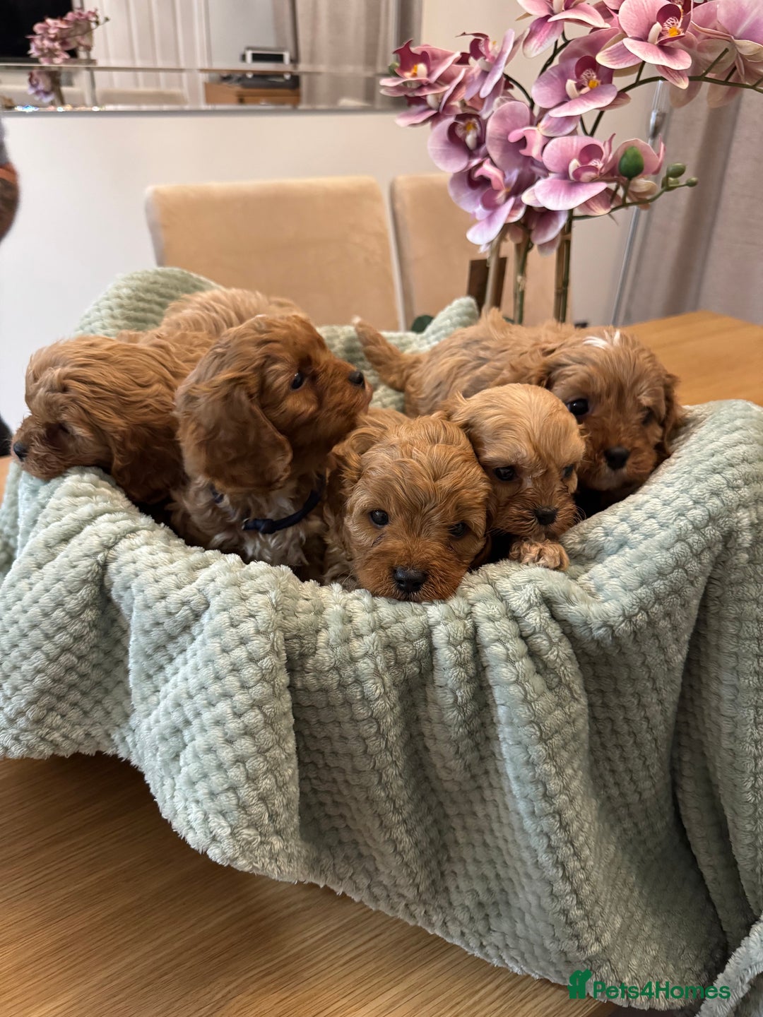Cavapoo dogs for sale: Cavapoo puppies - Advert 12