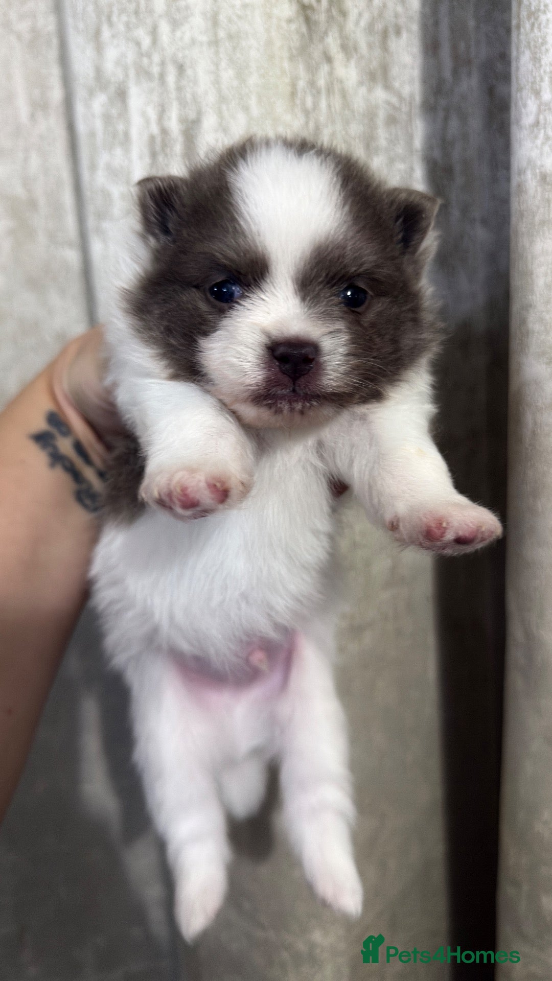 Pomeranian dogs for sale: Champion bloodline, kc reg Pomeranian pups  - Advert 3