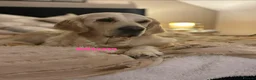 Golden Retriever dogs for sale: Our Beautifil KC registered Golden Retriever   in Leeds - Advert 8
