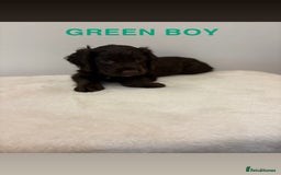 Cocker Spaniel dogs for sale: Gorgeous Full Cocker Spaniel Pups  - Image 8