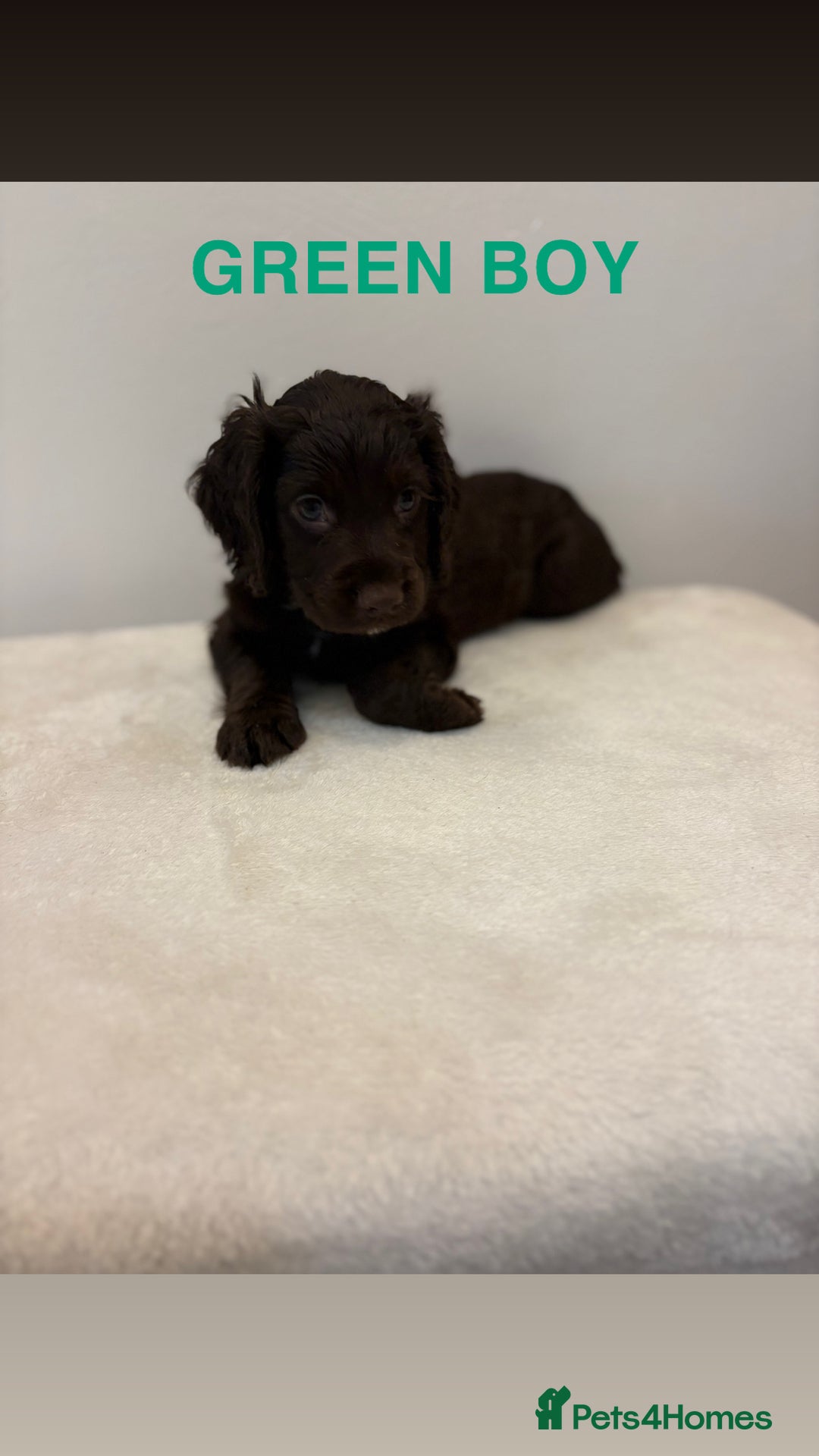 Cocker Spaniel dogs for sale: Gorgeous Full Cocker Spaniel Pups  - Image 8