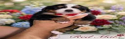Bernese Mountain Dog dogs for sale: Bernese mountain Puppy  - Advert 6