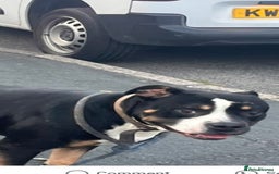 Mixed Breed dogs for sale: Trying to find a home in a difficult situation  - Image 1